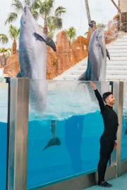Dolphin Show