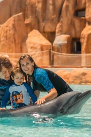 Dolphin Meet And Greet