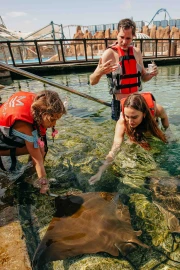 Stingray Feeding
