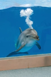 Dolphin Show