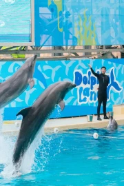 Dolphin Land