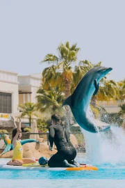 Dolphin Paddle (Ages 8 and Above)