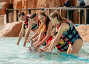 Dolphin Swim (+8)