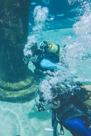Shark Diving