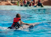 Dolphin Swim (Ages 8 and Above)