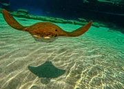Snorkelling with Stingray