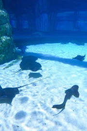 Private Shark Trek