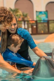 Dolphin Meet And Greet