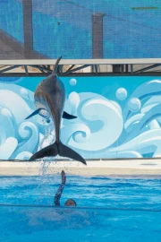 Dolphin Show