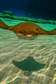 Snorkelling with Stingray