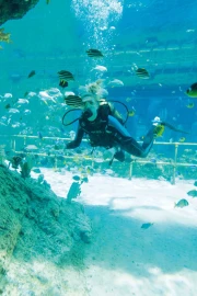 Mythical Scuba Diving
