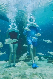 Shark Trek (Ages 10 and Above)