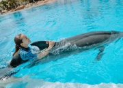 Dolphin Swim (Ages 8 and Above) (Extra-Paid)
