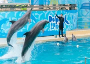 Dolphin Show
