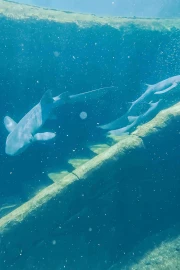 Shark Trek (Ages 10 and Above)