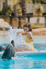 Dolphin Land