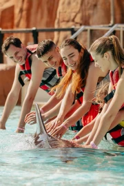 Dolphin Swim (+8)