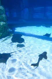 Shark Trek(+10)