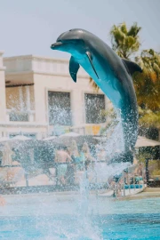 Dolphin Paddle (Ages 8 and Above)