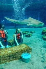Shark Diving