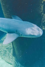 Shark Diving