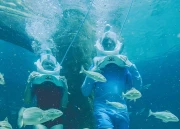 Shark Trek (10 Yaş ve Üzeri)