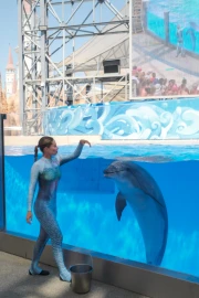 Dolphin Show
