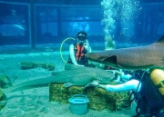 Shark Diving