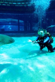 Shark Diving