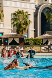 Dolphin Swim (+8)