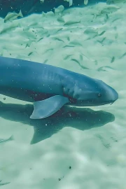 Shark Diving