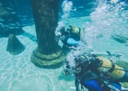 Shark Diving