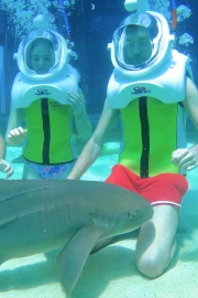 Shark Trek(+10)