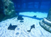 Private Shark Trek