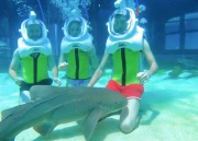 Shark Trek(+10)
