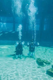 Shark Diving