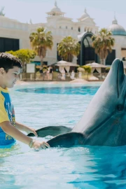 Private Dolphin Swim